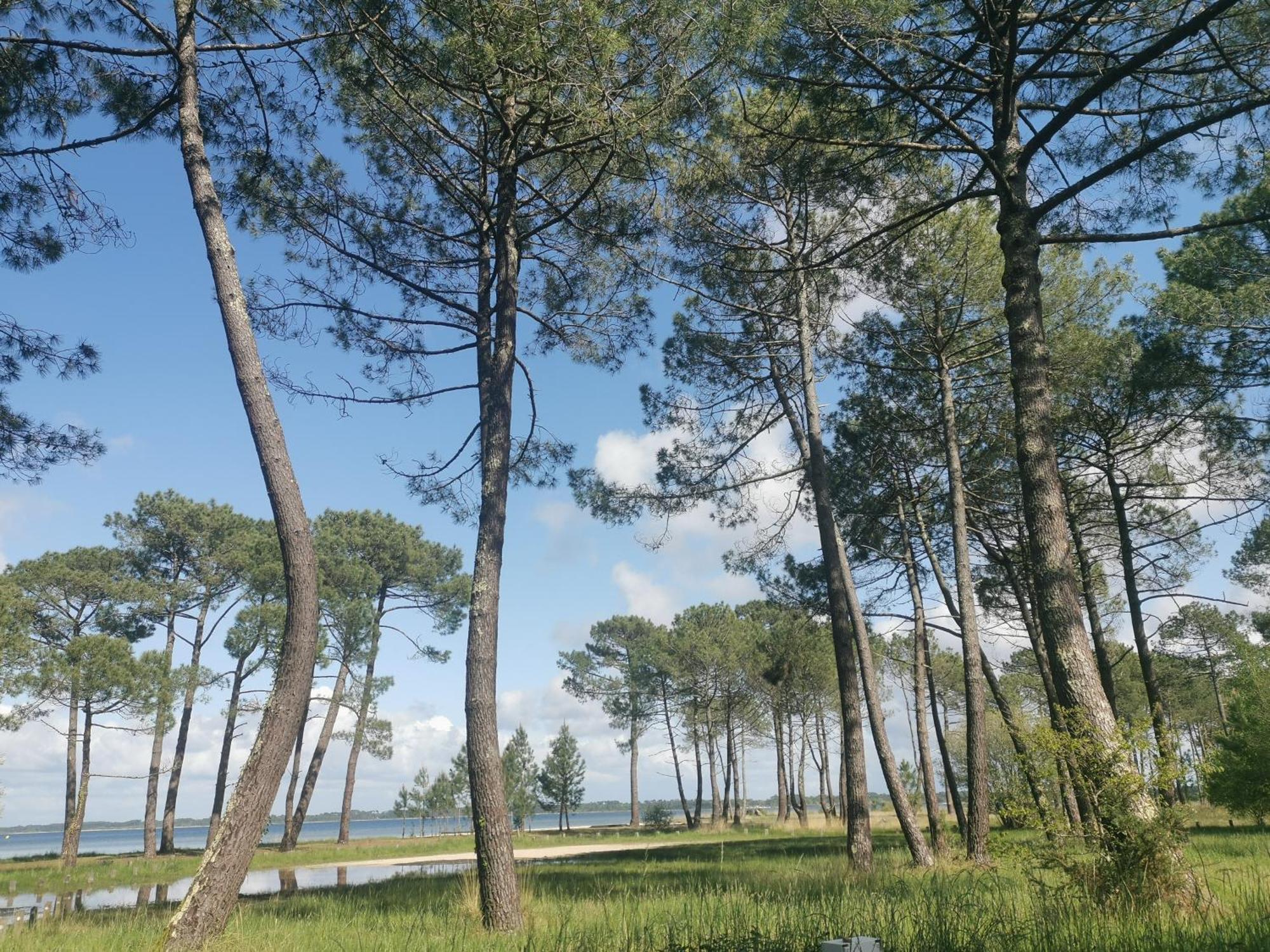 Appartements Au Coeur Du Golf, Proche Du Lac Et Velodyssee Biscarrosse Luaran gambar